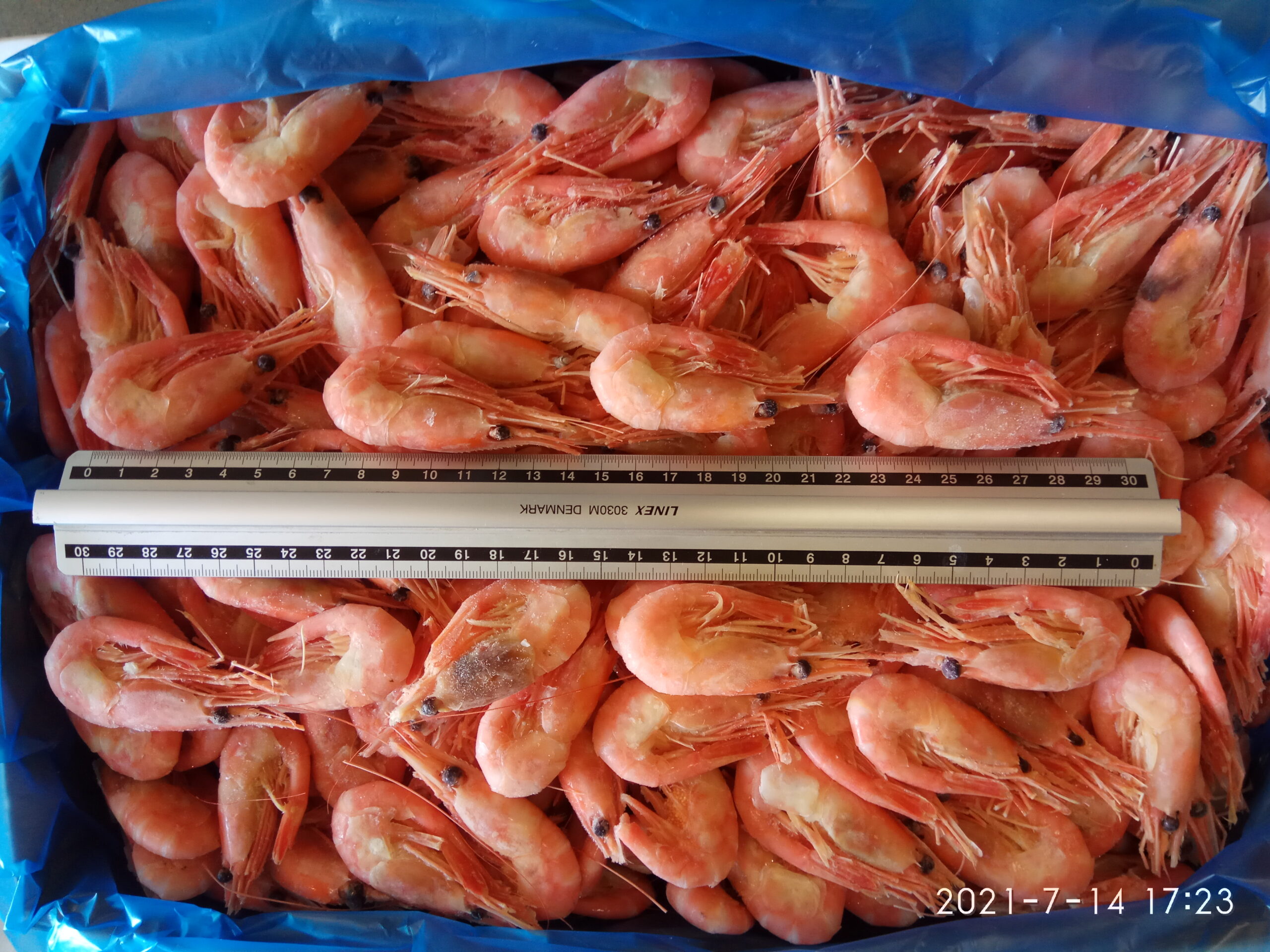 Shrimp boiled, unpeeled
