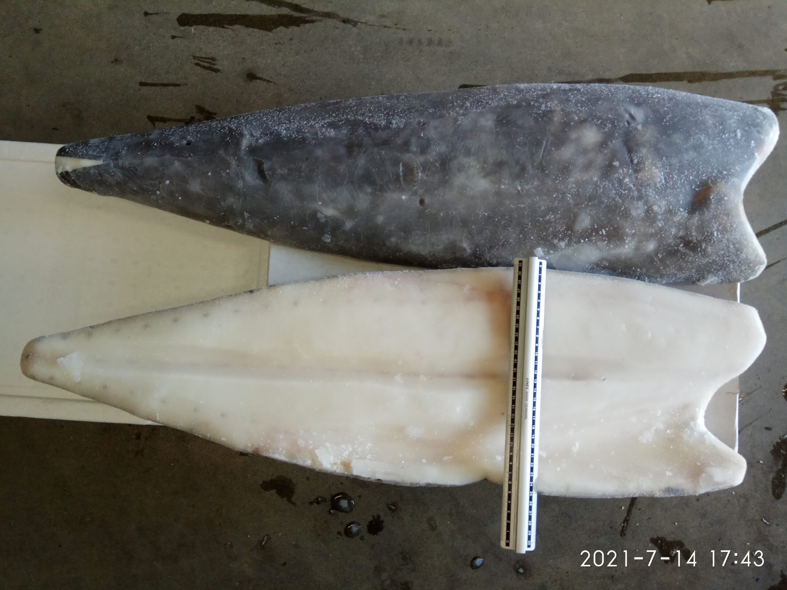 Oilfish fillet skin-on