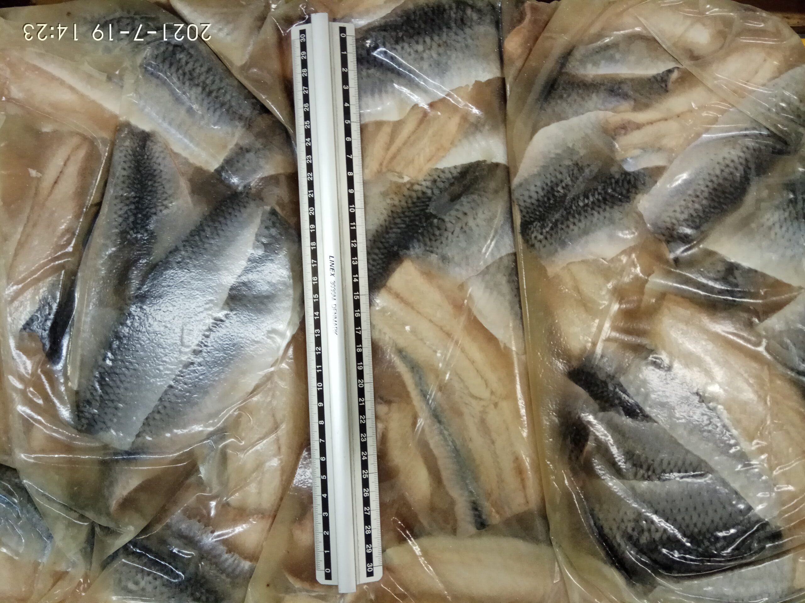 Herring fillet skin-on