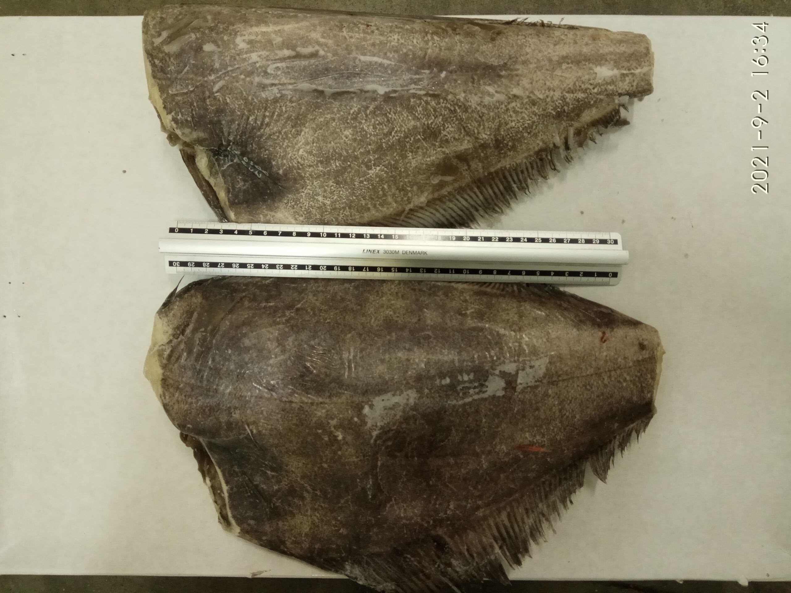 Greenland Halibut HGT