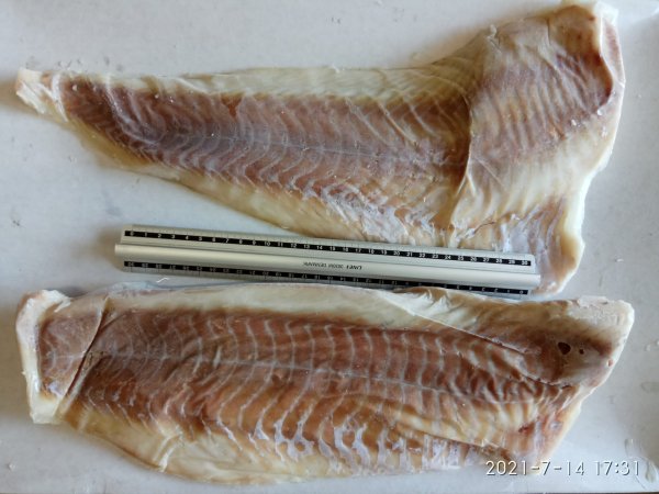 Saithe fillet skinless