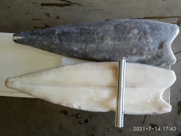 Oilfish fillet skin-on