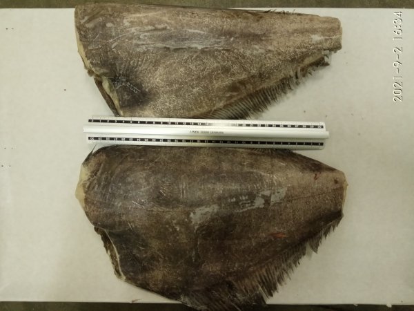 Greenland Halibut HGT