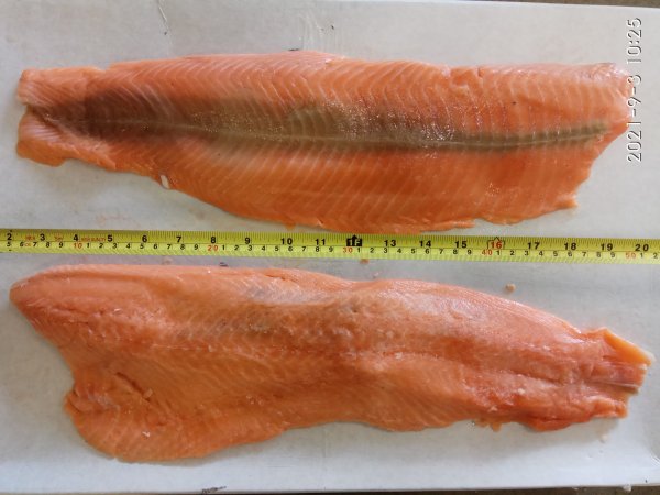 Salmon fillet skinless