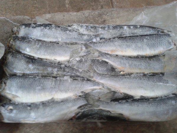 Herring