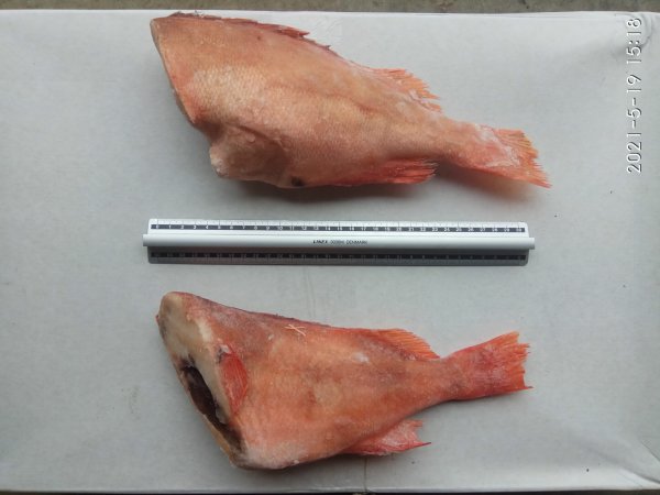 Морской окунь. Тушка